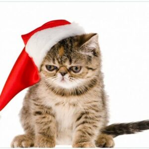Wallario Wandfolie, Ich hasse Weihnachten - mürrische Katze mit Weihnachtsmütze, in verschiedenen Ausführungen
